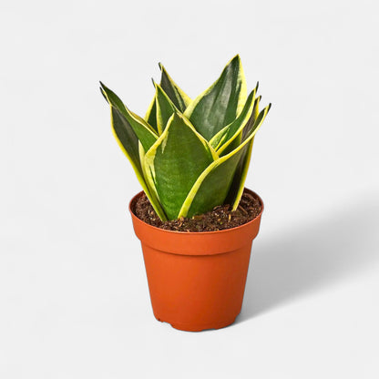 Sansevieria Trifasciata Dwarf - Snake Plant