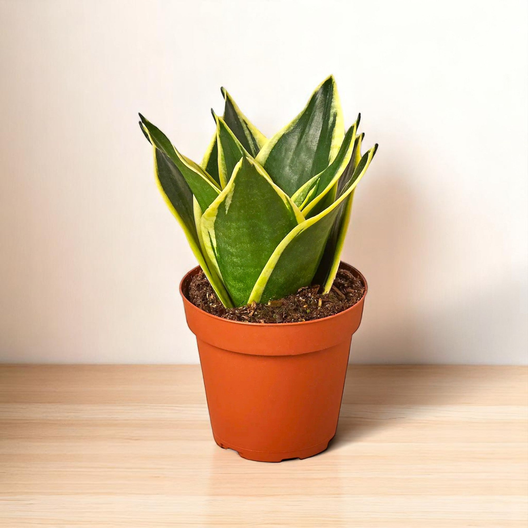 Sansevieria Trifasciata Dwarf - Snake Plant