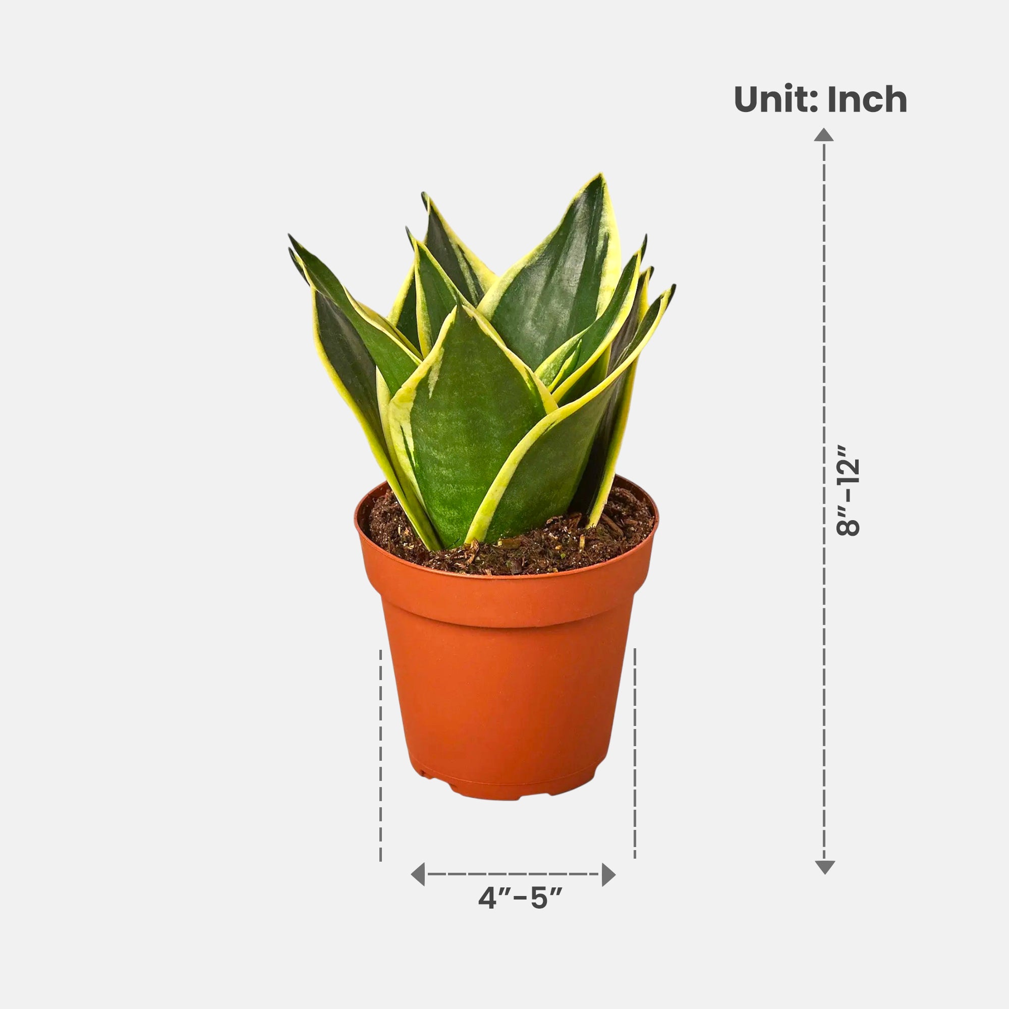 Sansevieria Trifasciata Dwarf - Snake Plant