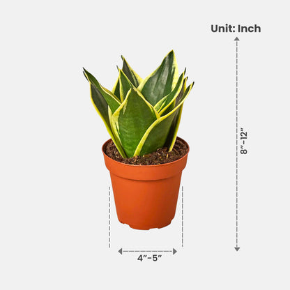 Sansevieria Trifasciata Dwarf - Snake Plant