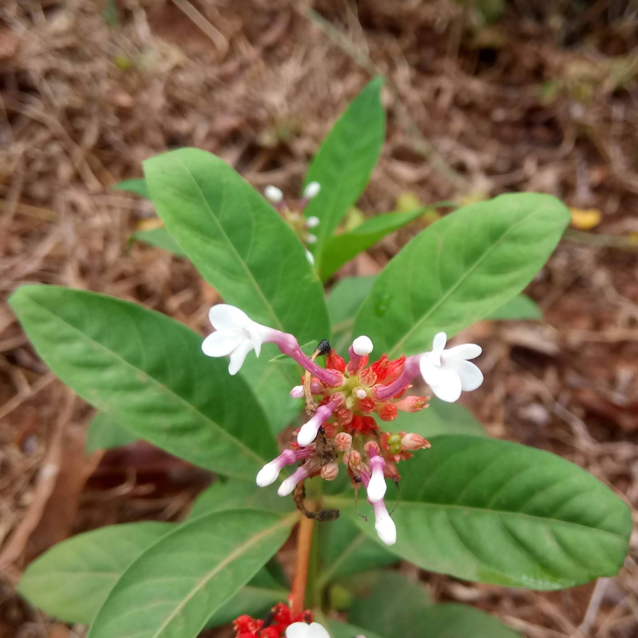 Sarpagandha Plant - Sepentina root, Indian snakeroot, Rauwolfia Sepentina