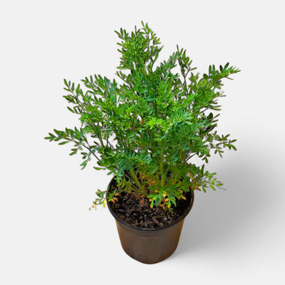 Satap Plant | Sadapaku | Rue Plant | Ruta Graveolens | Herb of Grace