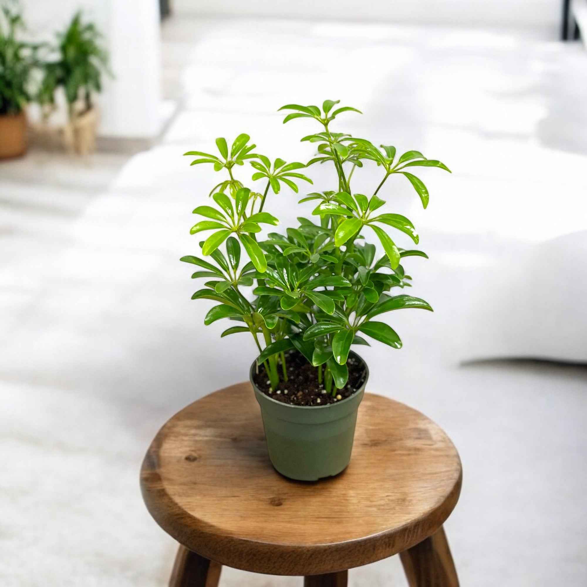 Schefflera Green Plant - Dwarf Umbrella Plant