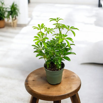 Schefflera Green Plant - Dwarf Umbrella Plant