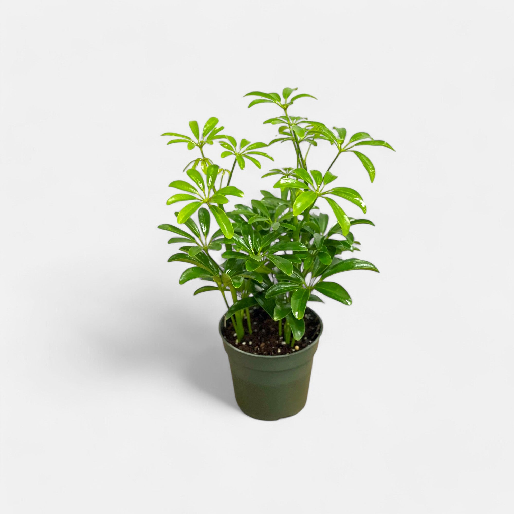 Schefflera Green Plant - Dwarf Umbrella Plant