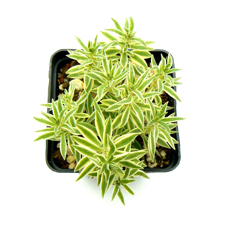 Sedum Lineare Succulent Plant