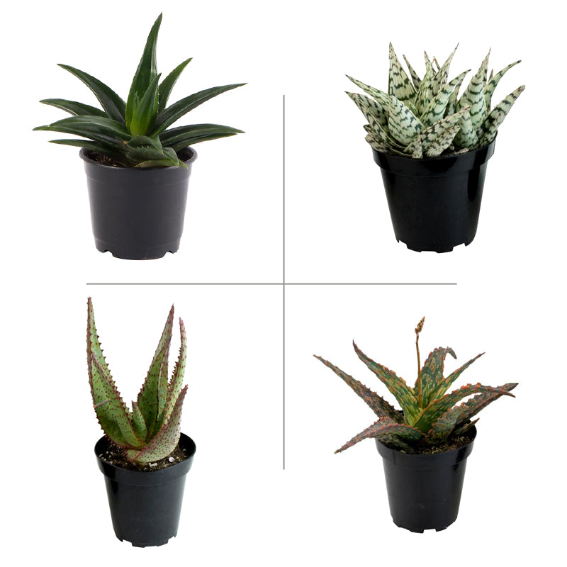 Aloe Succulent Plant Pack (Pack of 4 Varieties)