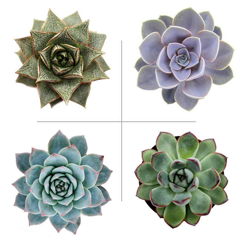 Echeveria Plant Pack (Pack of 4 Varieties)