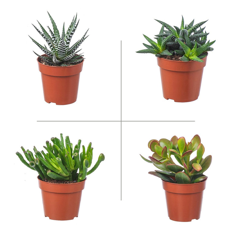 Crassula-Haworthia Plant Pack (Pack of 4 Varieties)