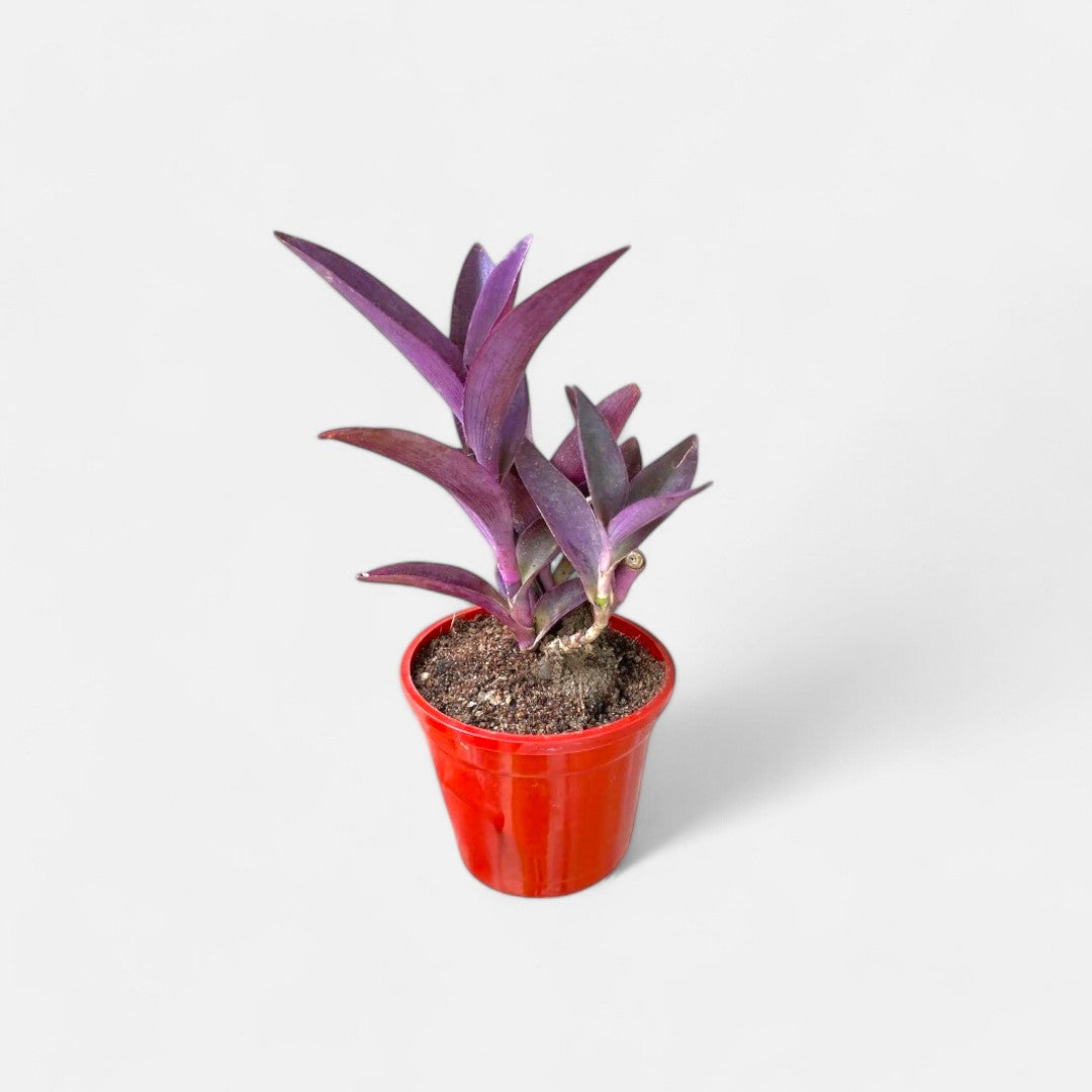 Setcreasea Purpurea Plant - Purple Heart, Purple Queen