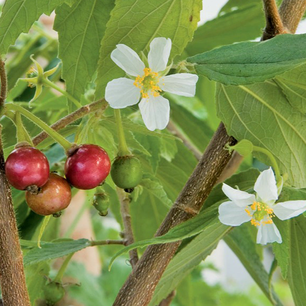 Singapore Cherry - Muntingia Calabura, Strawberry Tree Plant