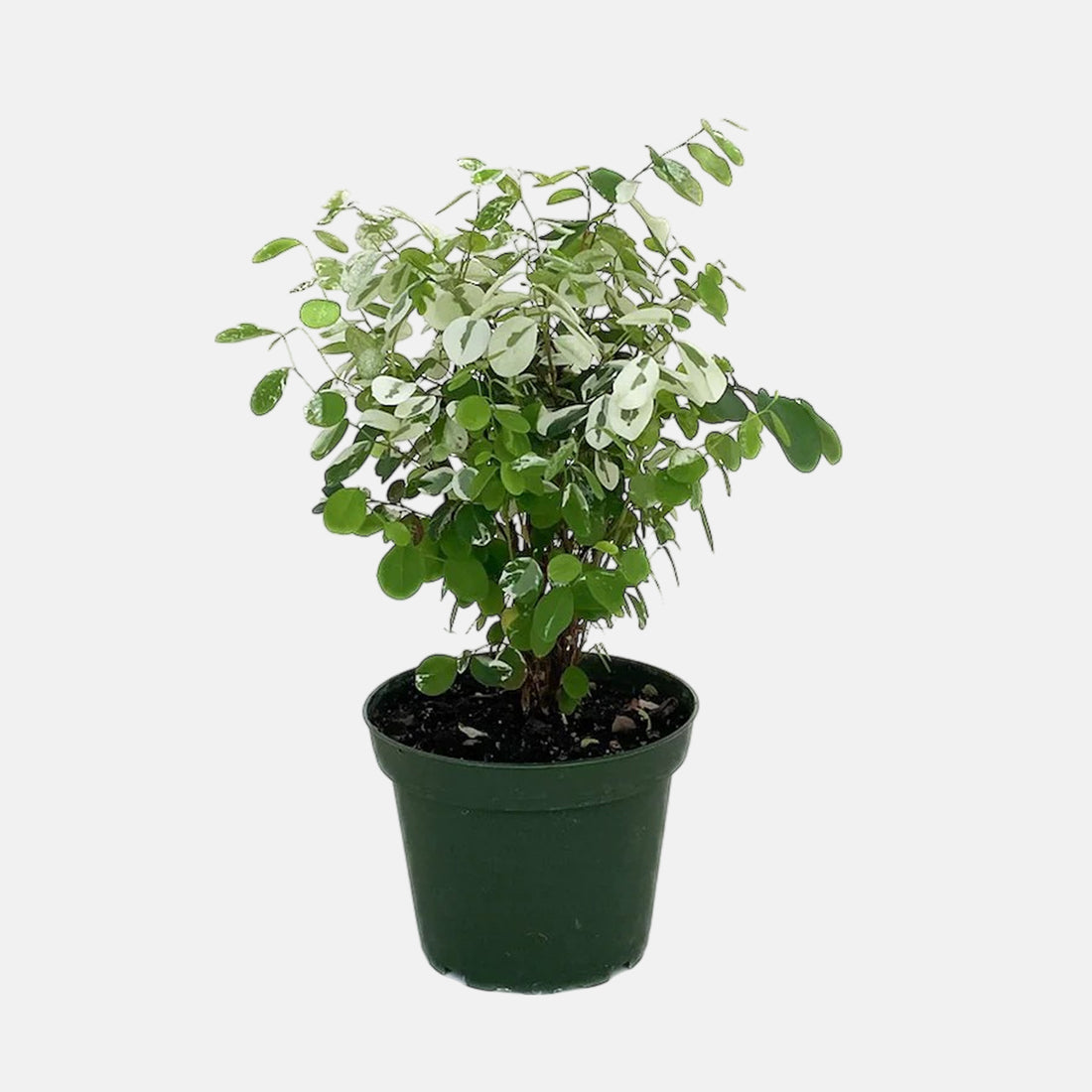 Snow Bush Plant