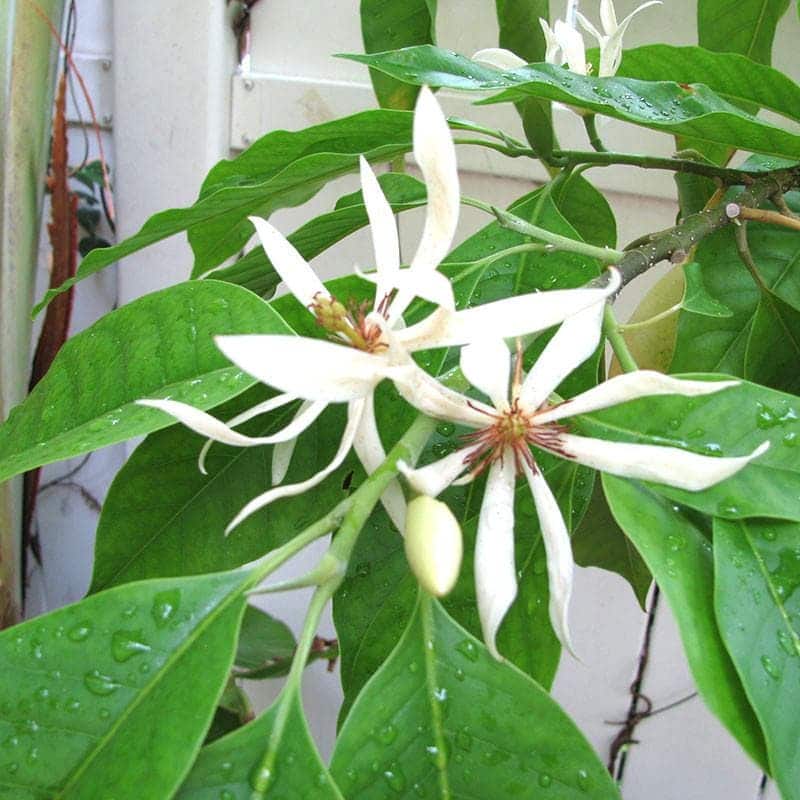 Son Champa (white, grafted) Plant - Son Chafa, Michelia Champaca