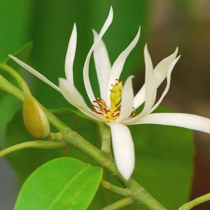 Son Champa (white, grafted) Plant - Son Chafa, Michelia Champaca