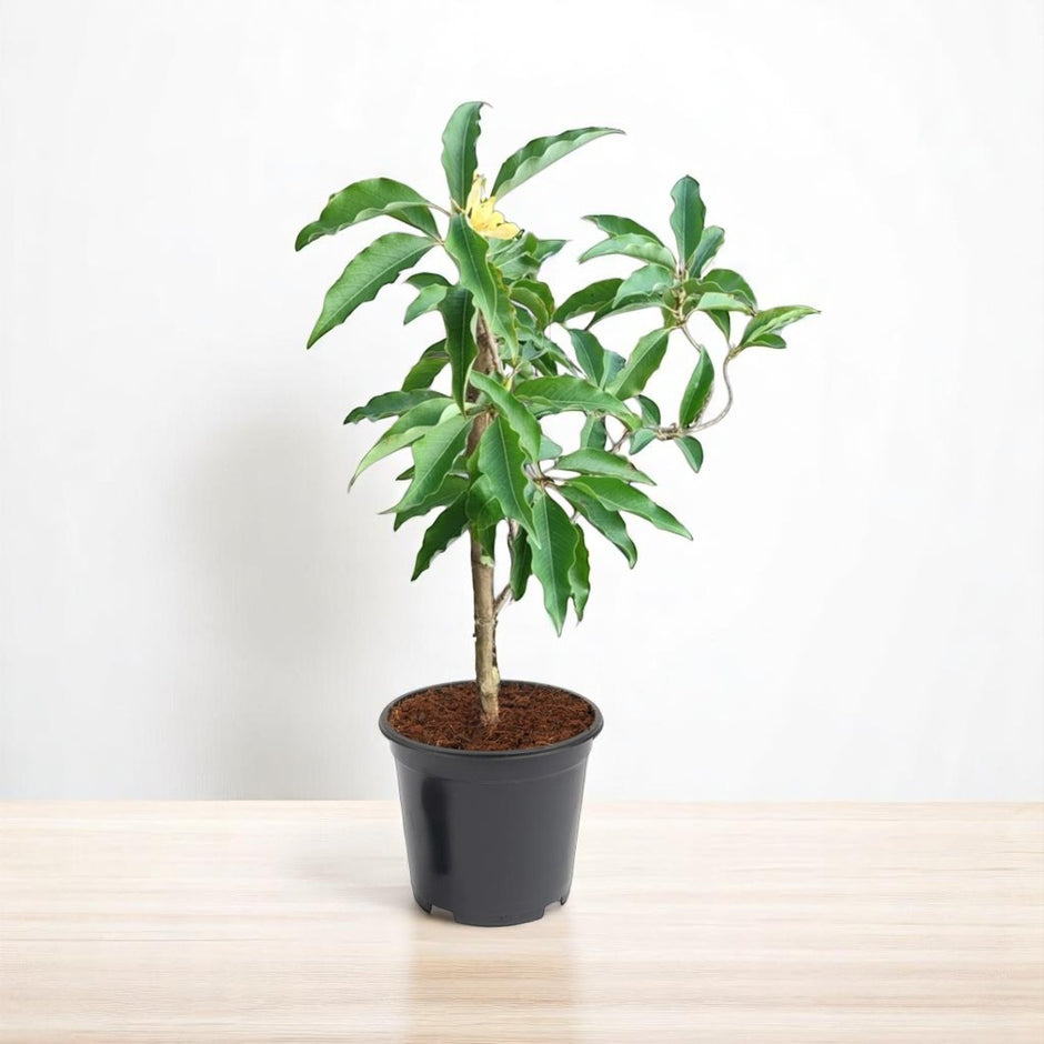 Buy Avenue Trees (plants) Online India at best price on PlantsGuru