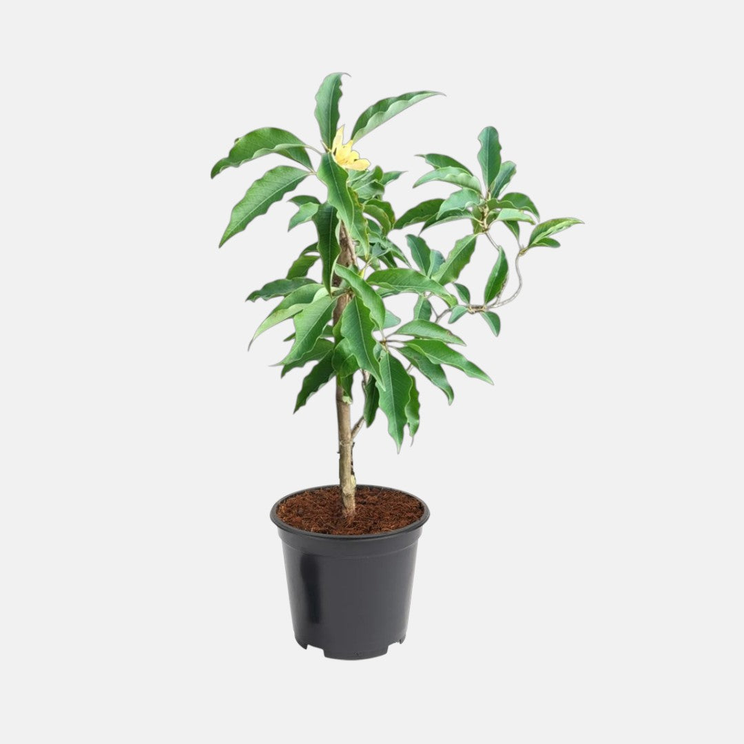 Sonchafa Plant (grafted) - Son Champa, Michelia Champa