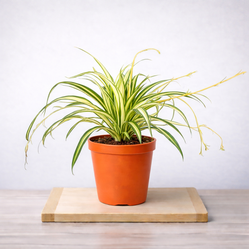 Spider Variegated Plant - Chlorophytum