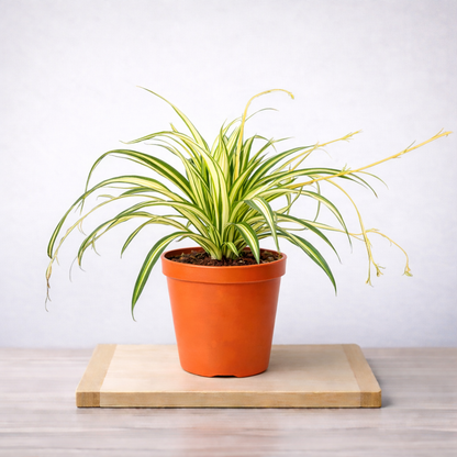 Spider Variegated Plant - Chlorophytum
