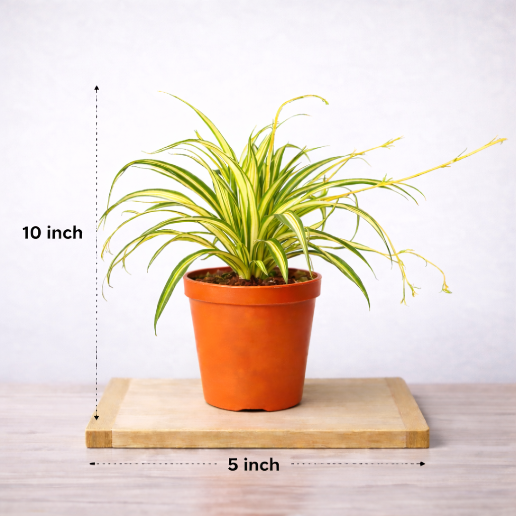 Spider Variegated Plant - Chlorophytum