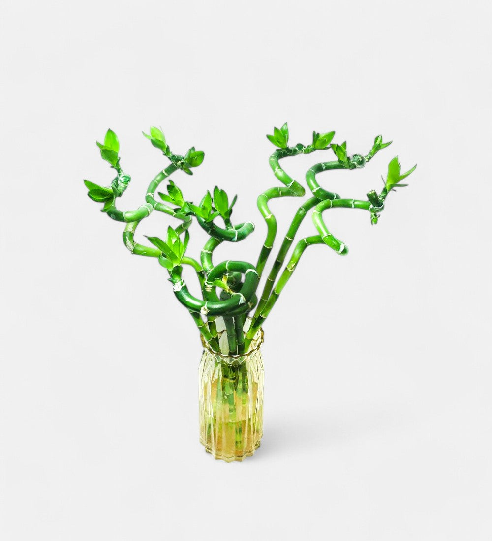 Lucky Bamboo Spiral Sticks (3 Stick, 60cm)