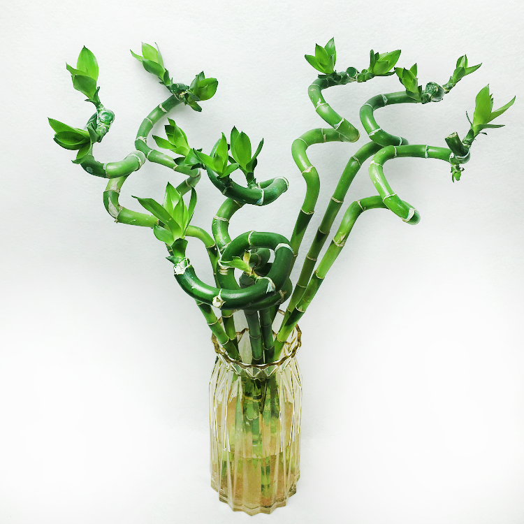 Lucky Bamboo Spiral Sticks (3 Stick, 45cm)