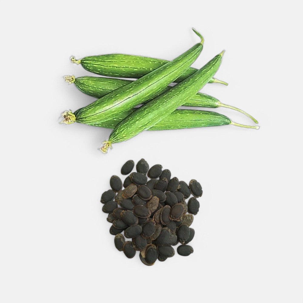 Sponge Gourd Seeds