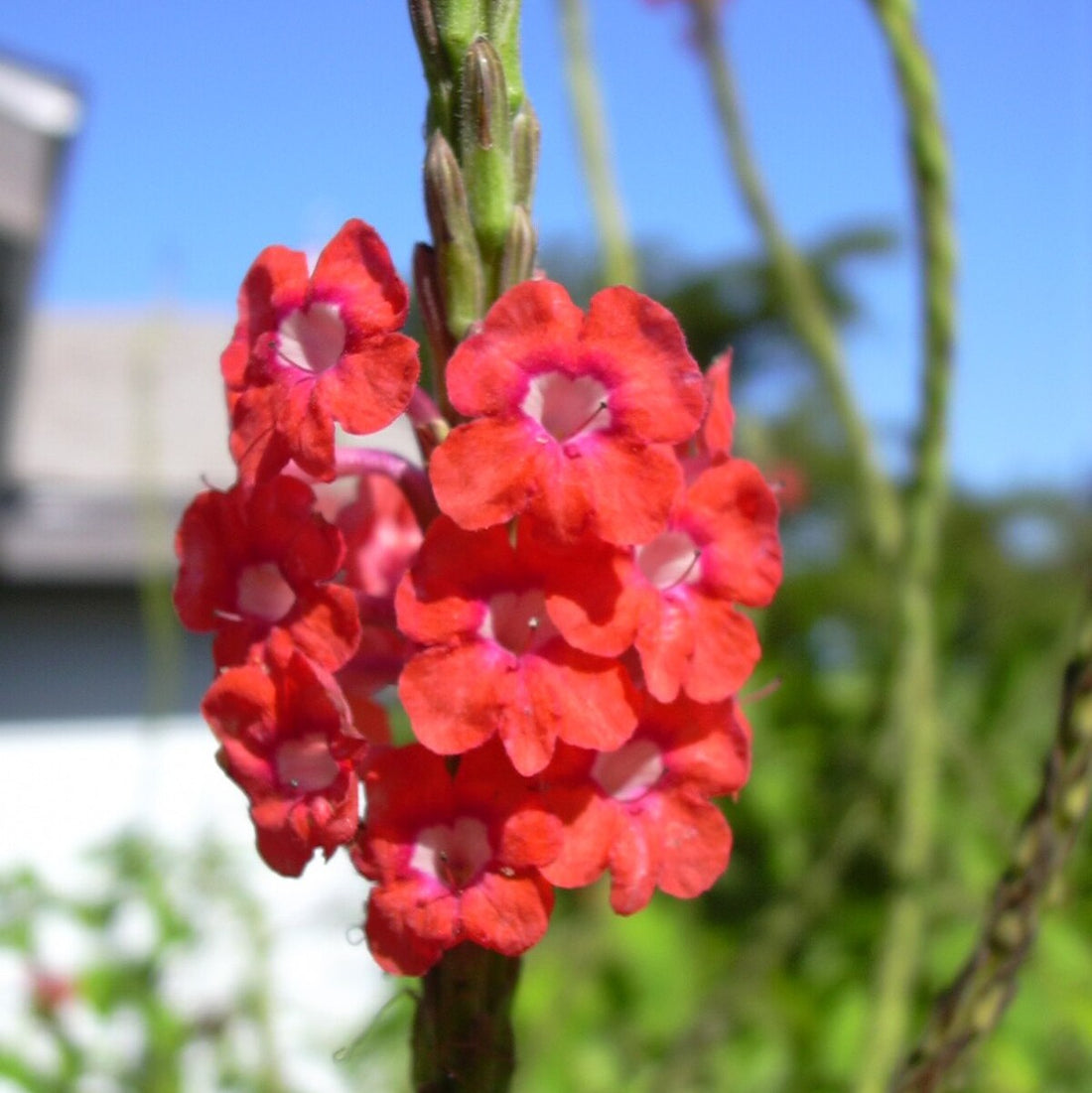 Stachytarpheta Mutabilis Plant | Snakeweed
