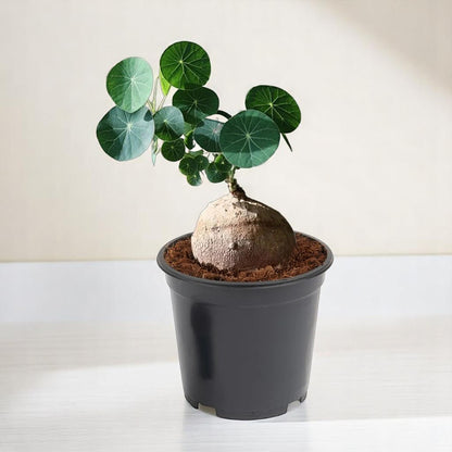 Stephania Erecta Plant