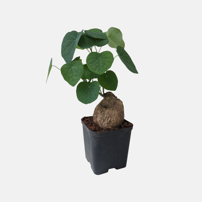 Stephania Erecta Plant