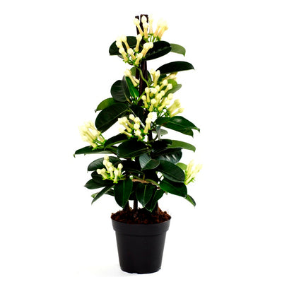 Madagascar Jasmine Plant, Stephanotis floribunda, Bridal Bouquet, Wax flower