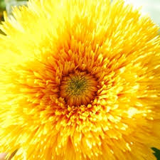 Sunflower Sungold Teddy Bear Seeds - omaxe seeds