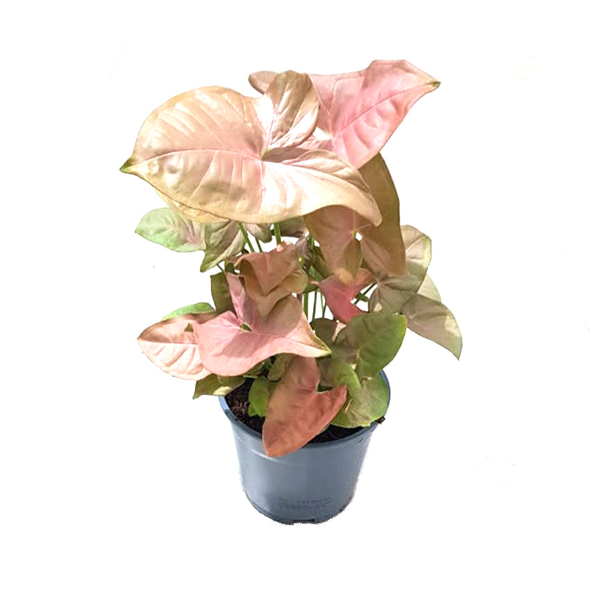 Syngonium Pink - Arrowhead Vine Plant, Podophyllum