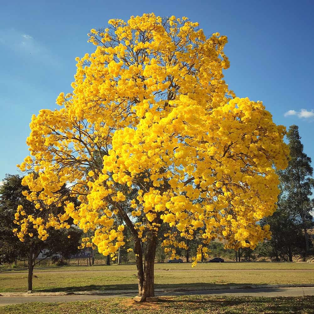 Tabebuia Argentea - Yellow Tabebuia Plant