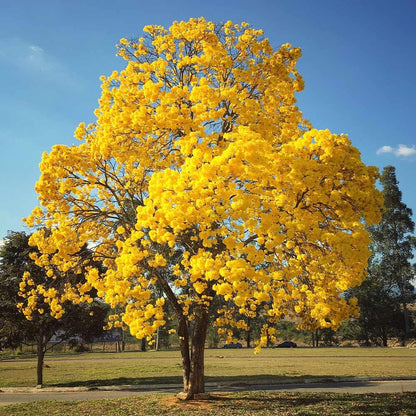 Tabebuia Argentea - Yellow Tabebuia Plant