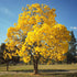 Tabebuia Argentea - Yellow Tabebuia Plant