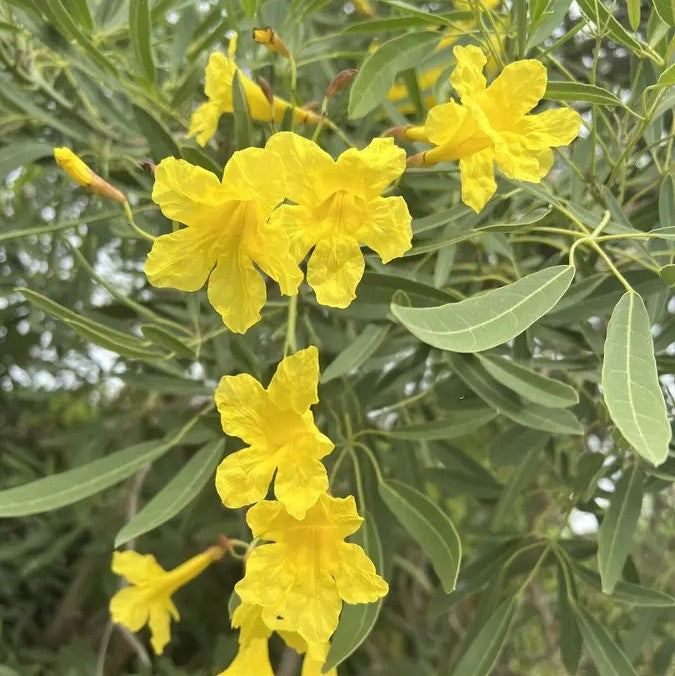 Tabebuia Argentea - Yellow Tabebuia Plant