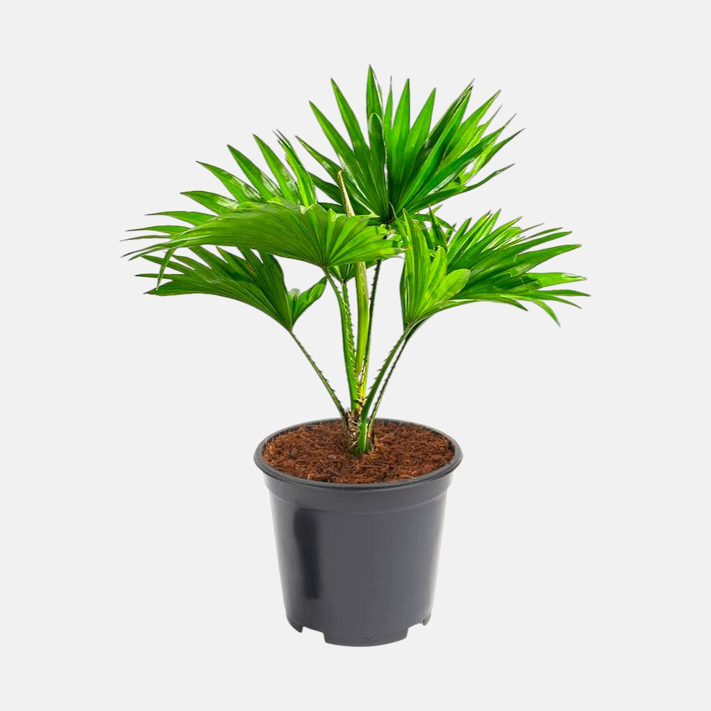 Table Palm - Umbrella Palm Plant