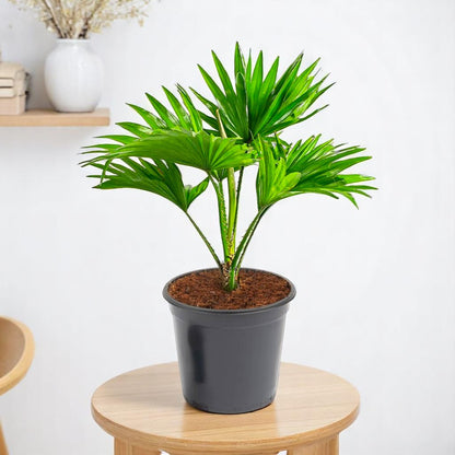 desk palm plant Buy table palm