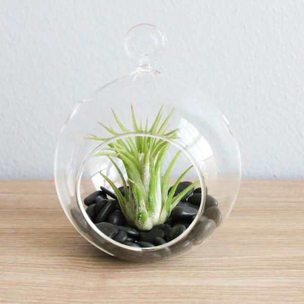 Terrarium with Air Plant