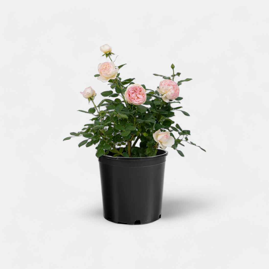 Pink Summer Snow Rose