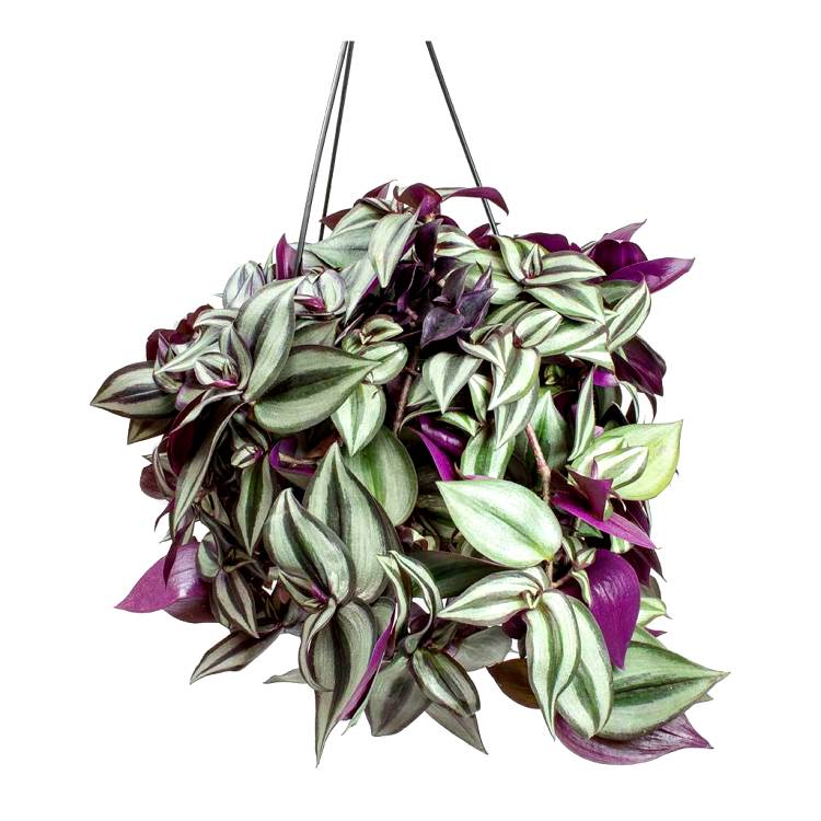 Tradescantia Zebrina - Zebrina Pendula with Hanging Basket Big