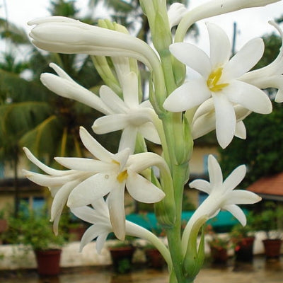Tuberose, Rajnigandha single Bulb (Pack of 6 Bulb)