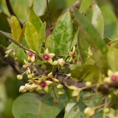 Tylophora Indica - Dambel, Dumvel Plant