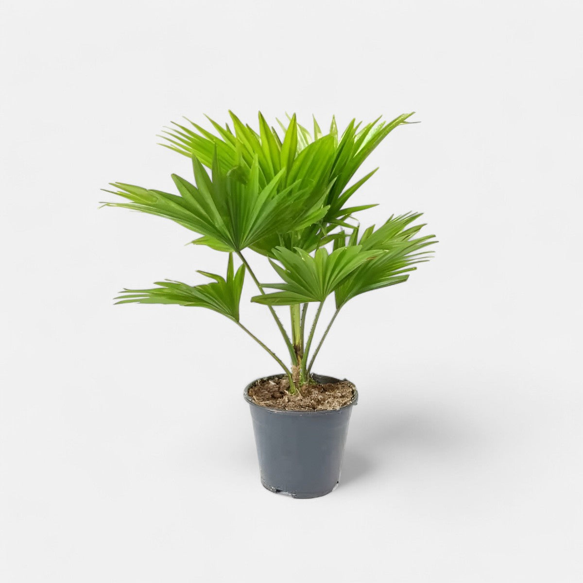 Table Palm (Umbrella palm) Plant