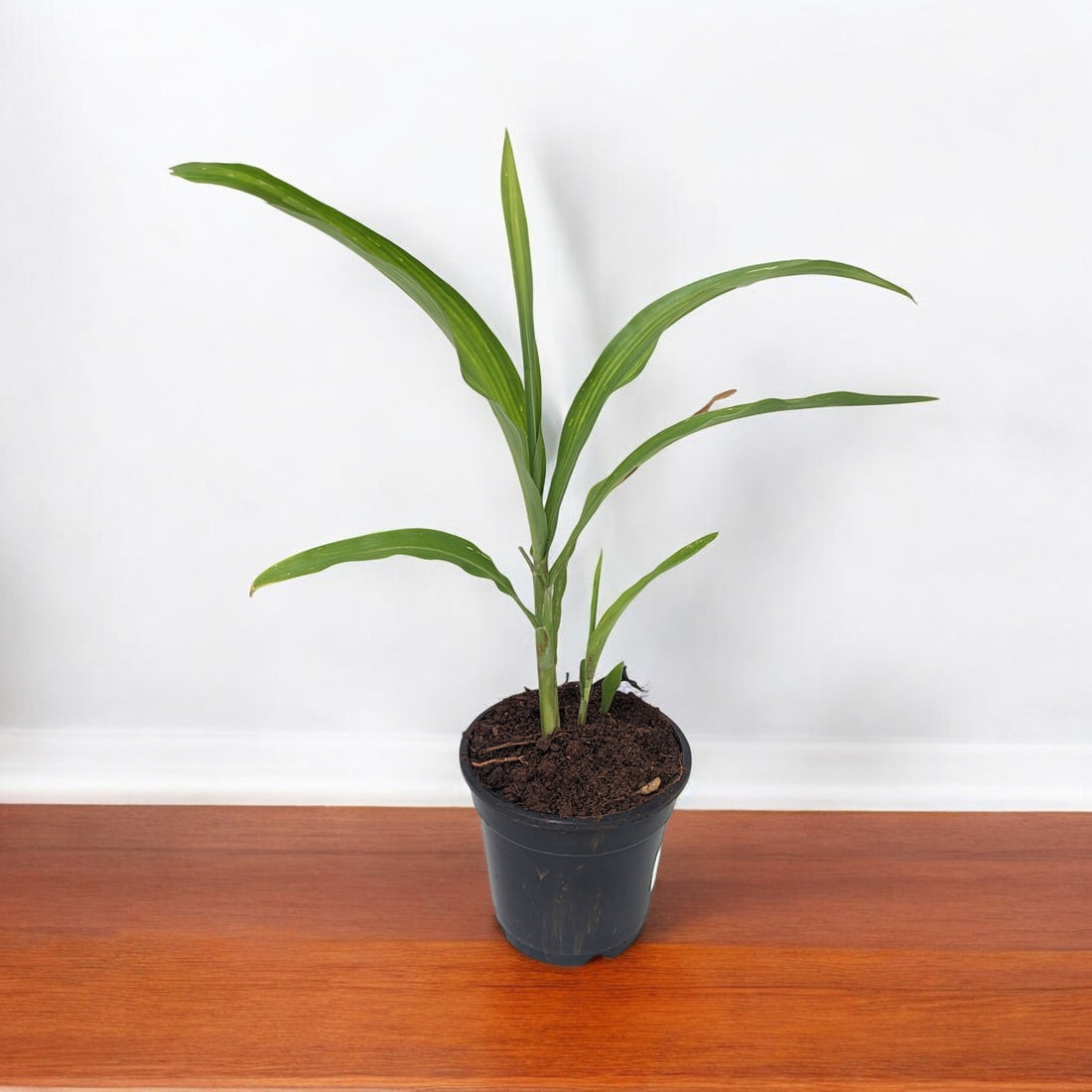 Vaijanti Plant