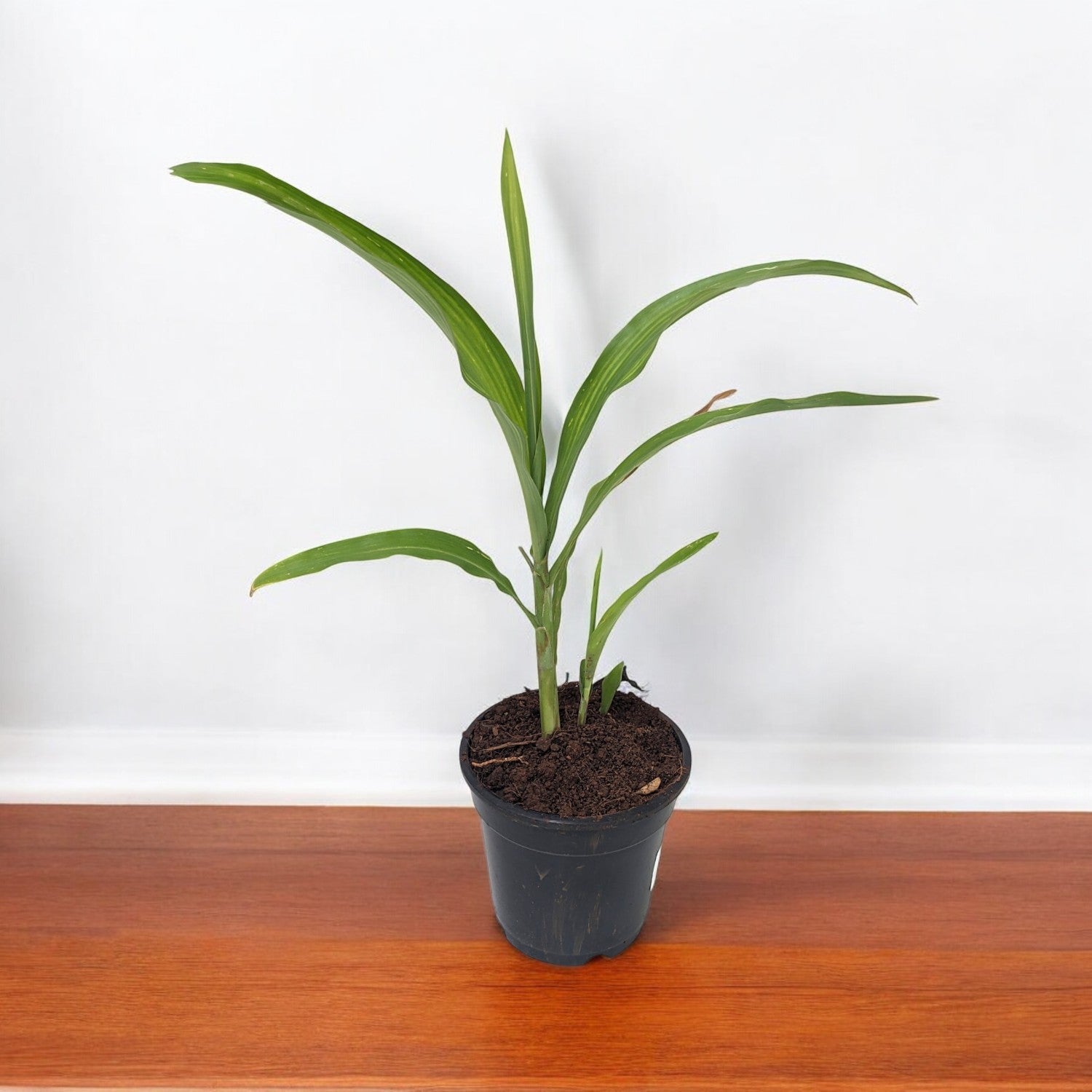 Vaijanti Plant