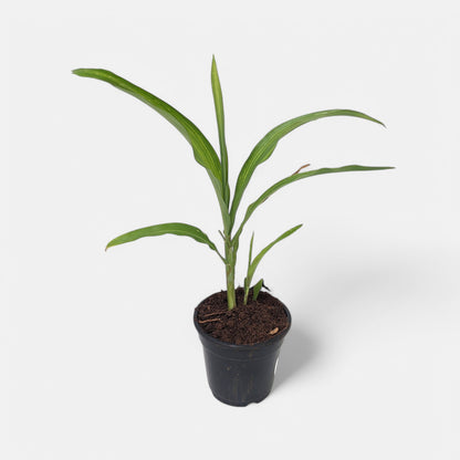 Vaijayanti plant