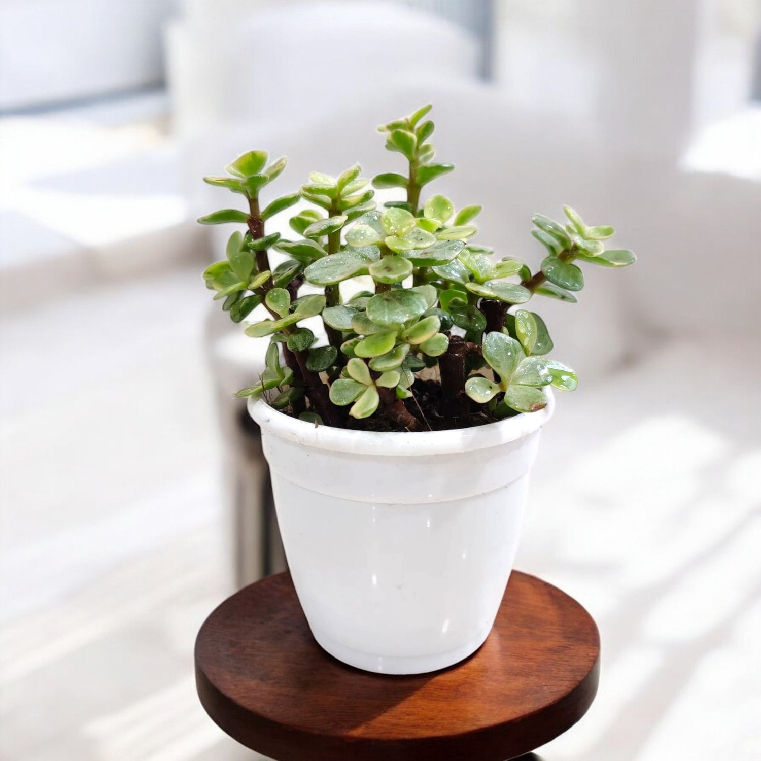 Jade Plant Variegated - Crassula Button Variegated