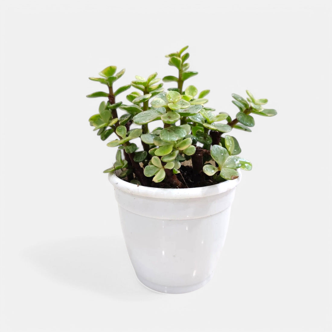 Jade Plant Variegated - Crassula Button Variegated