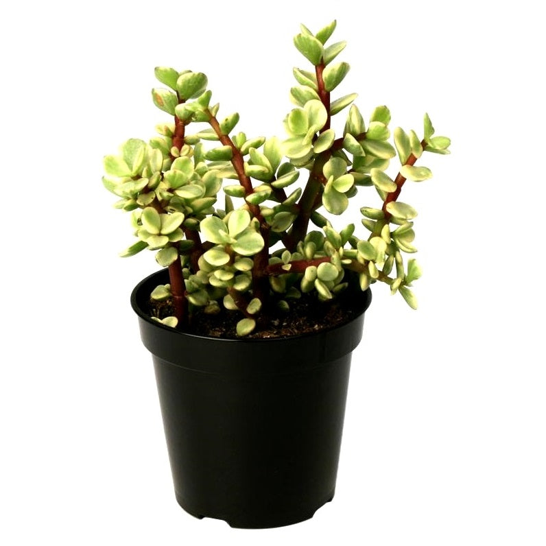 Jade Plant Variegated - Elephant Bush Plant, Portulacaria Afra Variegated, Lucky Plant